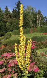 B1D31A4F-B508-42C2-8424-7C6CC79DE3CA.jpeg