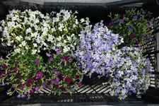 Blaukissen weiß, rot, violett.webp