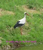 Forum Storch Ufer 2021_06_26 P1170443.webp