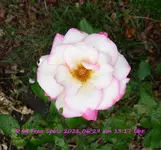 Forum Rose Marion 2021_06_29 P1170448.webp