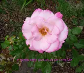 Forum Rose Marion 2021_06_29 P1170478.webp