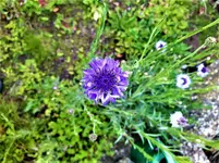 IMG_20210518_132227_1.jpg