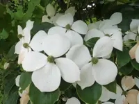 DSCI0072 (2).webp