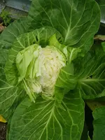 Kohl.webp