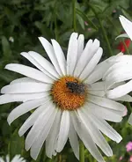 Fliege (2).webp