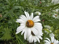 Fliege.webp