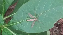 Fliege3.webp