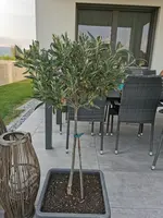 IMG_20210708_184524.webp