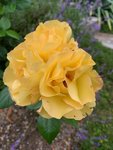 IMG_1204.JPG