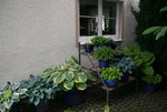 Hosta  2521.JPG