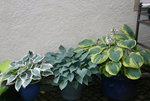 Hosta  2621.JPG