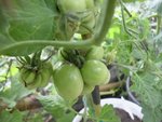 Reisetomate.JPG