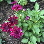 IMG_8787.JPG