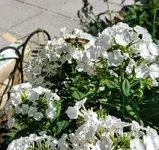 IMG_20210710_100451.webp