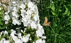 IMG_20210710_100642.webp