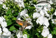 IMG_20210710_100711.webp