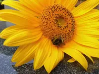 DSCI0582 (2).webp