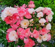 20210707_191400 (1).webp