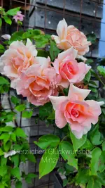 20210708_190202 (1).webp