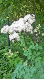 Wiesenraute.webp