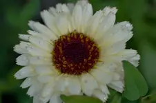 2021blmn92.webp