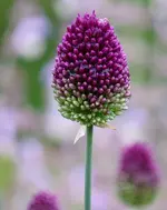 2021blmn95.webp