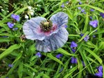 klatschmohn.JPG
