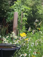 Sonnenblume 2021_v1_mr.ditschy.webp