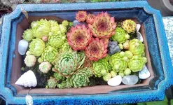 Hauswurze.jpg Hauswurze.jpg