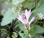 Hosta Blüte.jpg Hosta Blüte.jpg