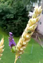 Wanzen.jpg Wanzen.jpg