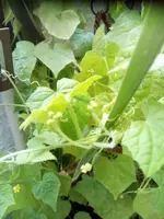 Mex. Minigurke.jpg Mex. Minigurke.jpg