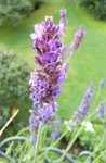 Lavendel.jpg