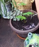 Steingarten.webp Steingarten.webp