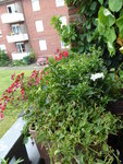 P1040627Blumenkasten.JPG