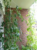 P1040629links der Tür.JPG