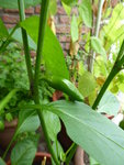 P1040631Snackpaprika.JPG