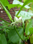 P1040632Snackpaprika.JPG