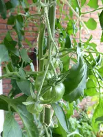 P1040642Schwarze von der Krim.JPG