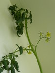 P1040644Schwarze von der Krim.JPG