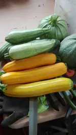 IMG-20210709-WA0002.webp