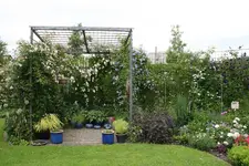 Rosentempel    1121.webp