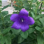 Ballonblume 'Platycodon grandiflorus'.jpg