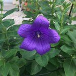Ballonblume 'Platycodon grandiflorus'.jpg