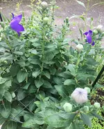 Ballonblume 'Platycodon grandiflorus'_02.webp