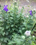 Ballonblume 'Platycodon grandiflorus'_02.jpg