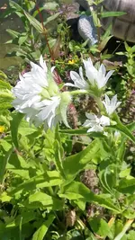 Salbei.webp