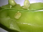 Zuckererbsenfraß1.jpg
