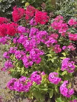 Phlox.webp