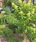 Rispenhortensie.webp